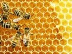 Working bees