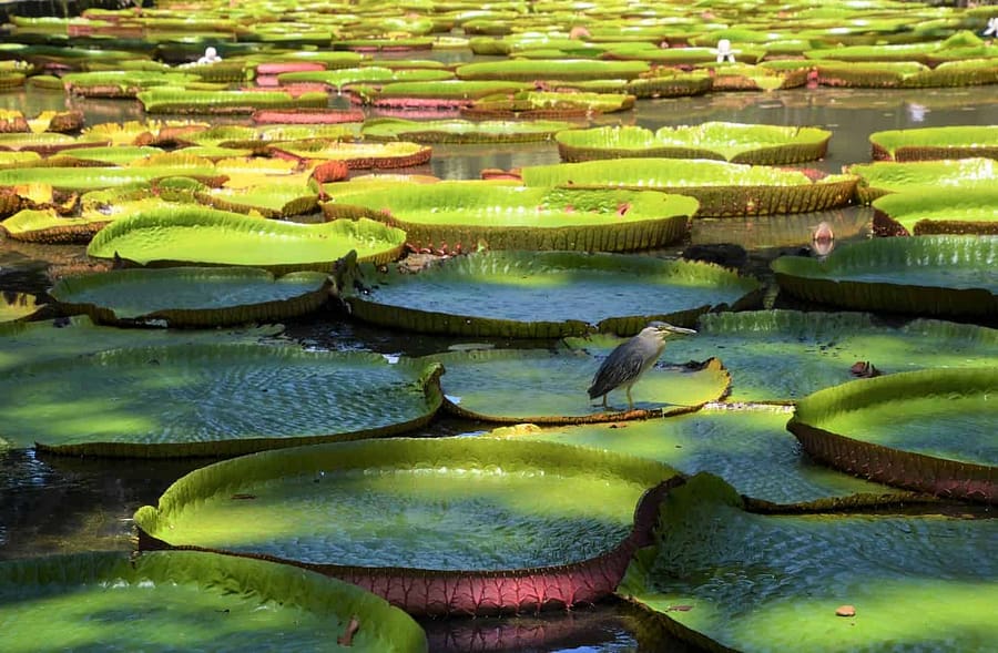 Water Lilies